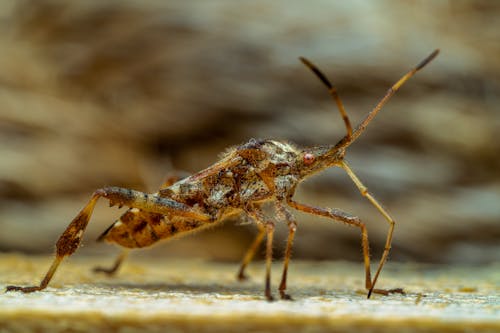 Leptoglossus occidentalis insect crawling on dry leaf