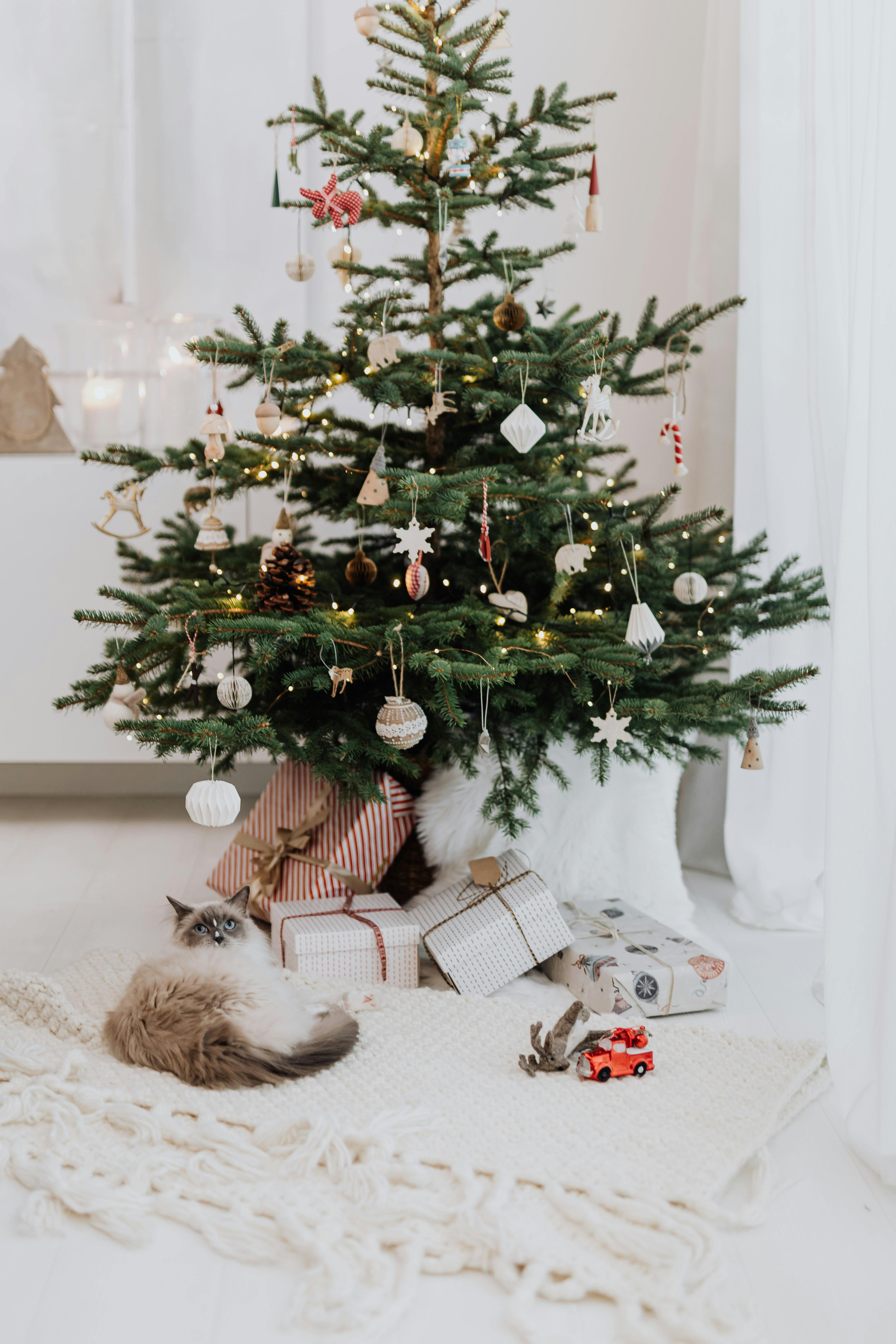 cat under christmas tree