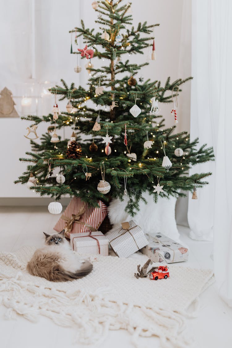 Cat Under Christmas Tree