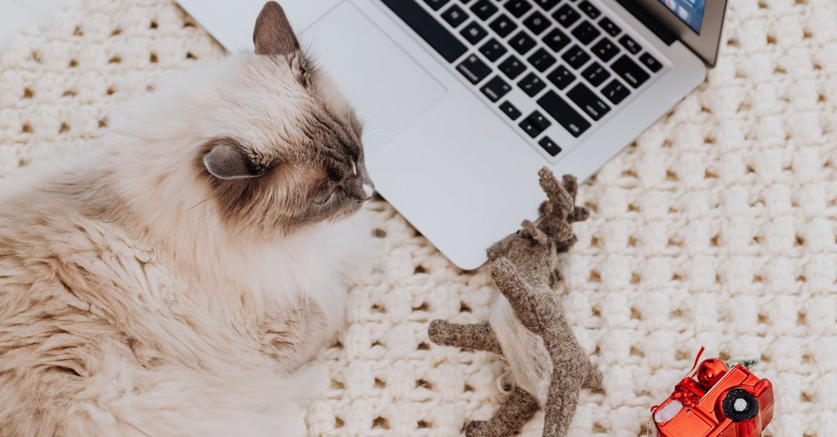 White and Brown Cat Lying Beside a Laptop and Toys