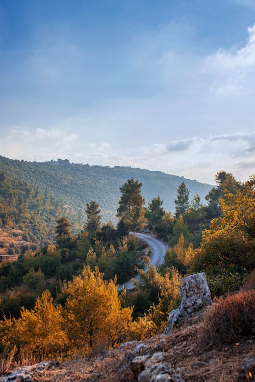 Green and Golden Trees  Along a Dirt Road Near Mountain