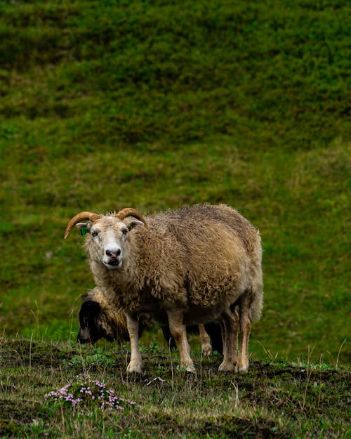 Fotobanka s bezplatnými fotkami na tému cicavec, domáci, islandská ovca