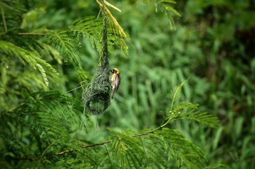 A Bird Perched on a Hanging Nest