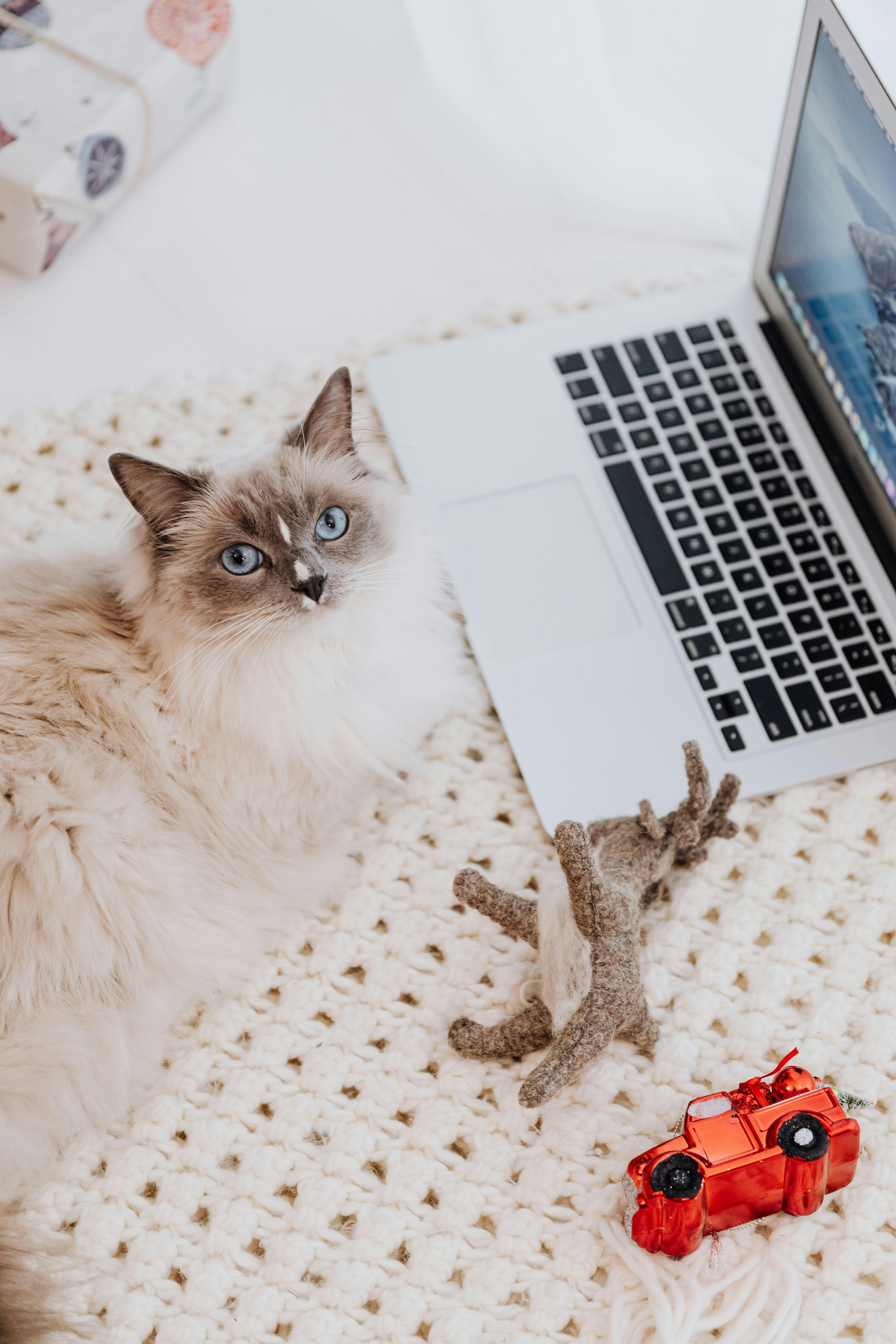 Free A fluffy Ragdoll cat lies by a laptop with toys on a cozy knit rug, exuding a relaxed and playful atmosphere. Stock Photo