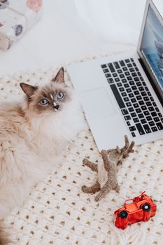 一只蓬松的布娃娃猫躺在笔记本电脑上，玩具放在舒适的针织地毯上，营造出轻松有趣的氛围