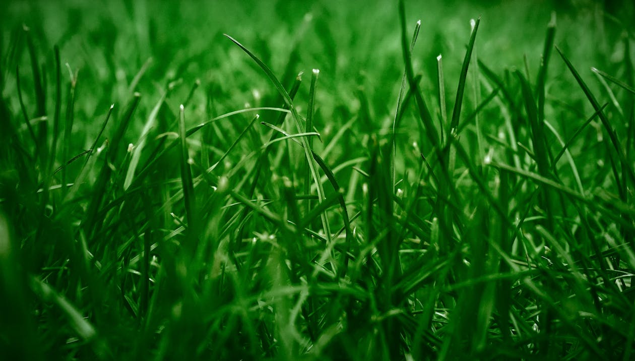 Green Grass in Close Up Photography