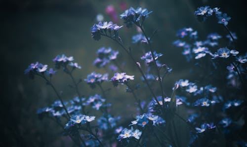 Photos gratuites de fermer, fleurs bleues, myosotis