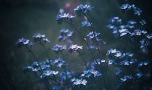 Purple Flowers in Tilt Shift Lens