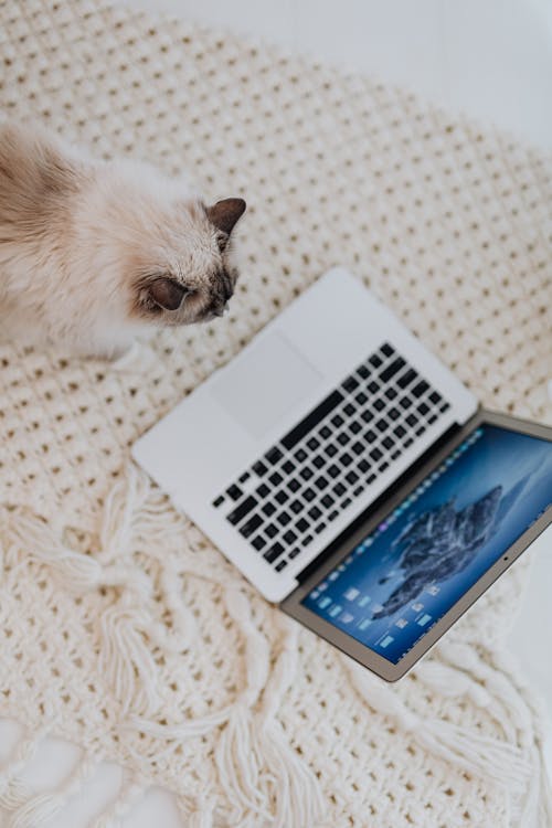 Cat Looking at Laptop · Free Stock Photo