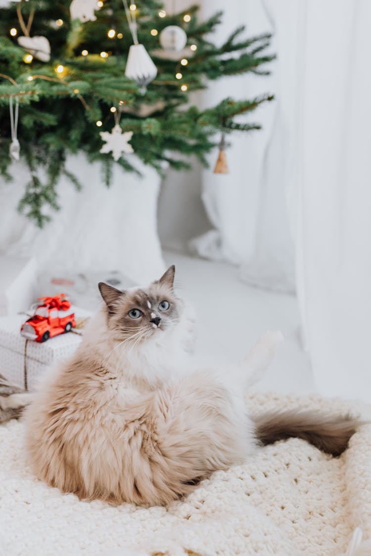 Cat Sitting On Couch By Christmas Tree 