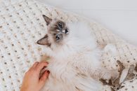 Hand Touching Cat