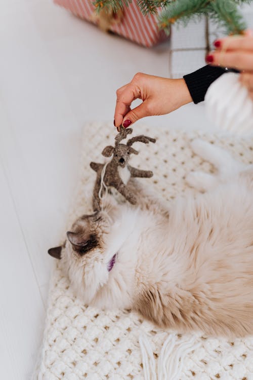 Free Cat Playing with Christmas Tree Decoration Stock Photo