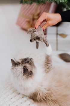 一只毛茸茸的猫正在室内的圣诞树下玩玩具老鼠