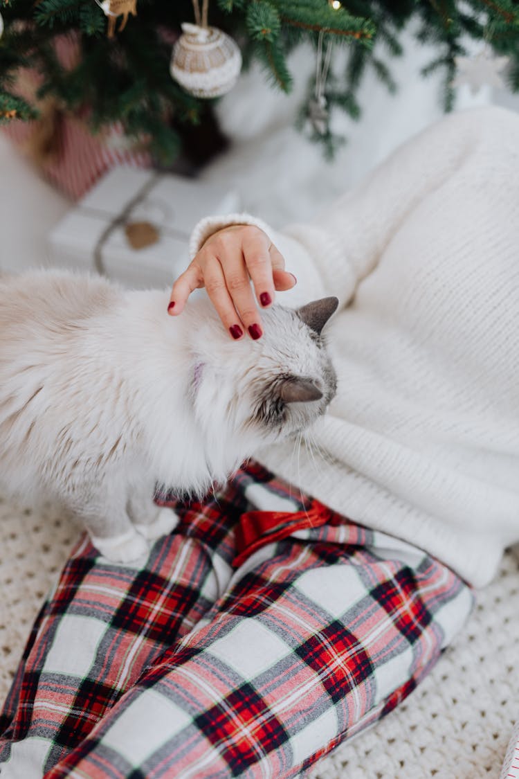 Close-Up Shot Of A White Cat On A Person's Lap