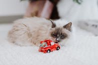 可爱的喜马拉雅猫躺在节日玩具车旁的舒适室内环境中