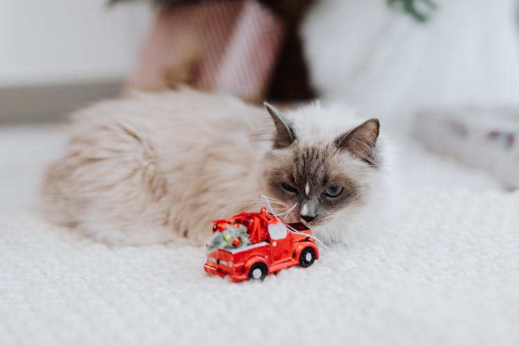 A White Cat Lying Down On White Textile Near The Toy Car