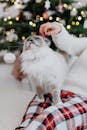 一只蓬松的布偶猫喜欢被抚摸，正舒适地坐在节日圣诞树旁的格子毯子上