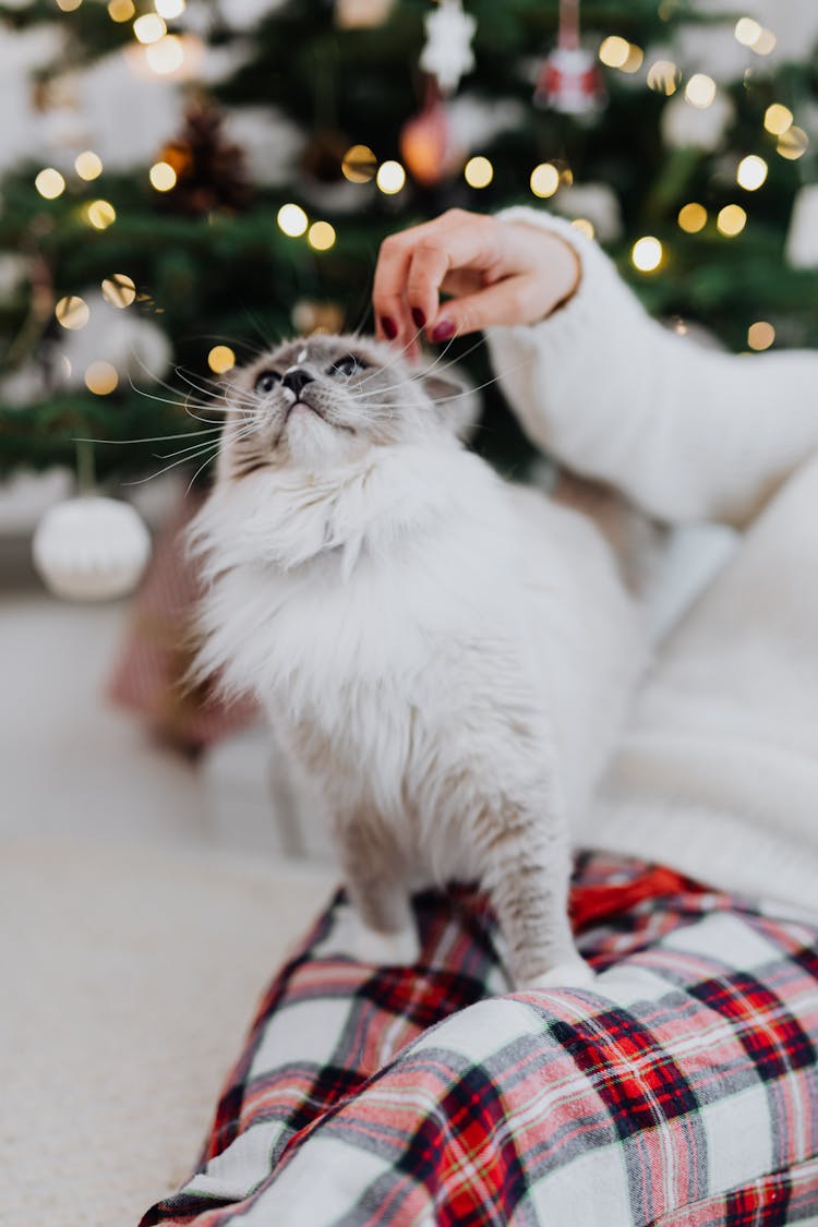 Close-Up Shot Of A White Cat On A Person's Lap