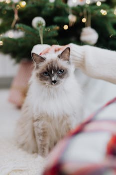 一只迷人的布偶猫坐在圣诞树旁，非常适合节日主题系列