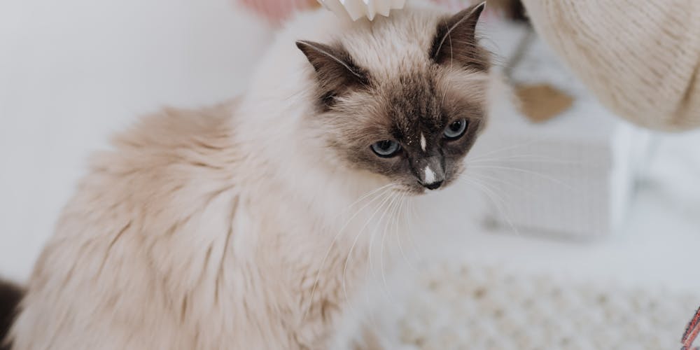 Introduction to Ragdoll Cats