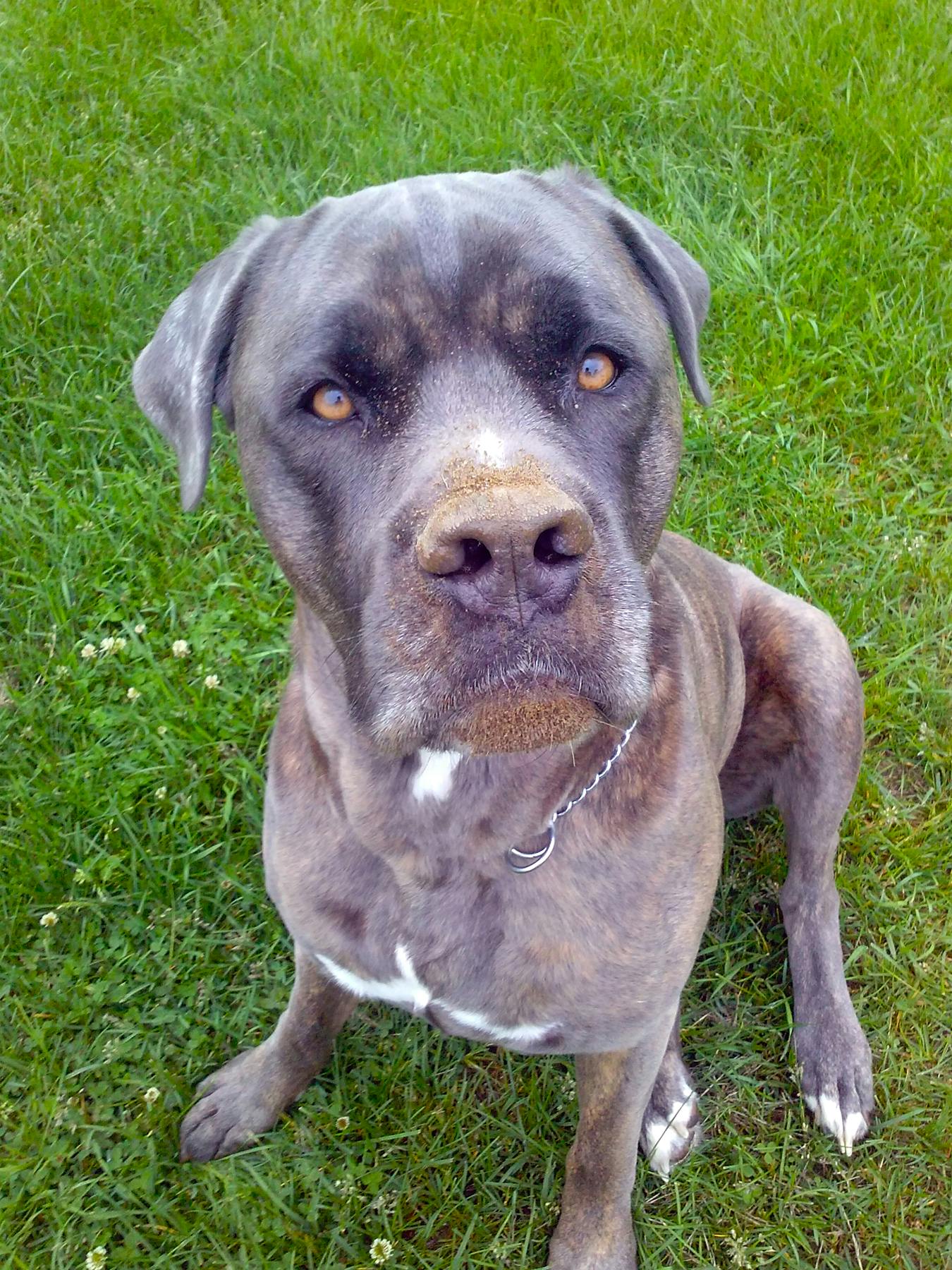 Free Stock Photo Of Cane Corso Dog Italian Mastiff