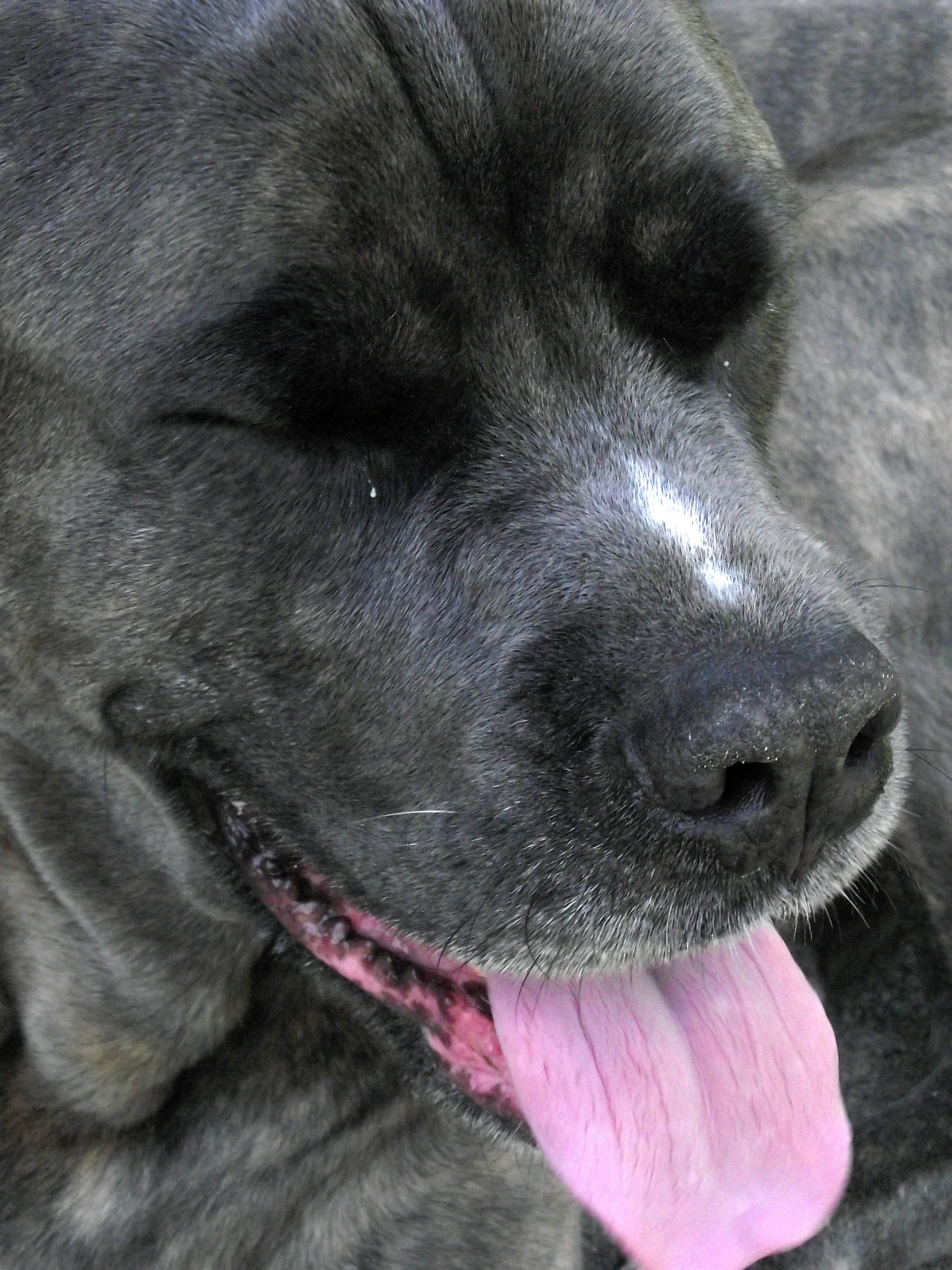 Free Stock Photo Of Cane Corso Dog Italian Mastiff