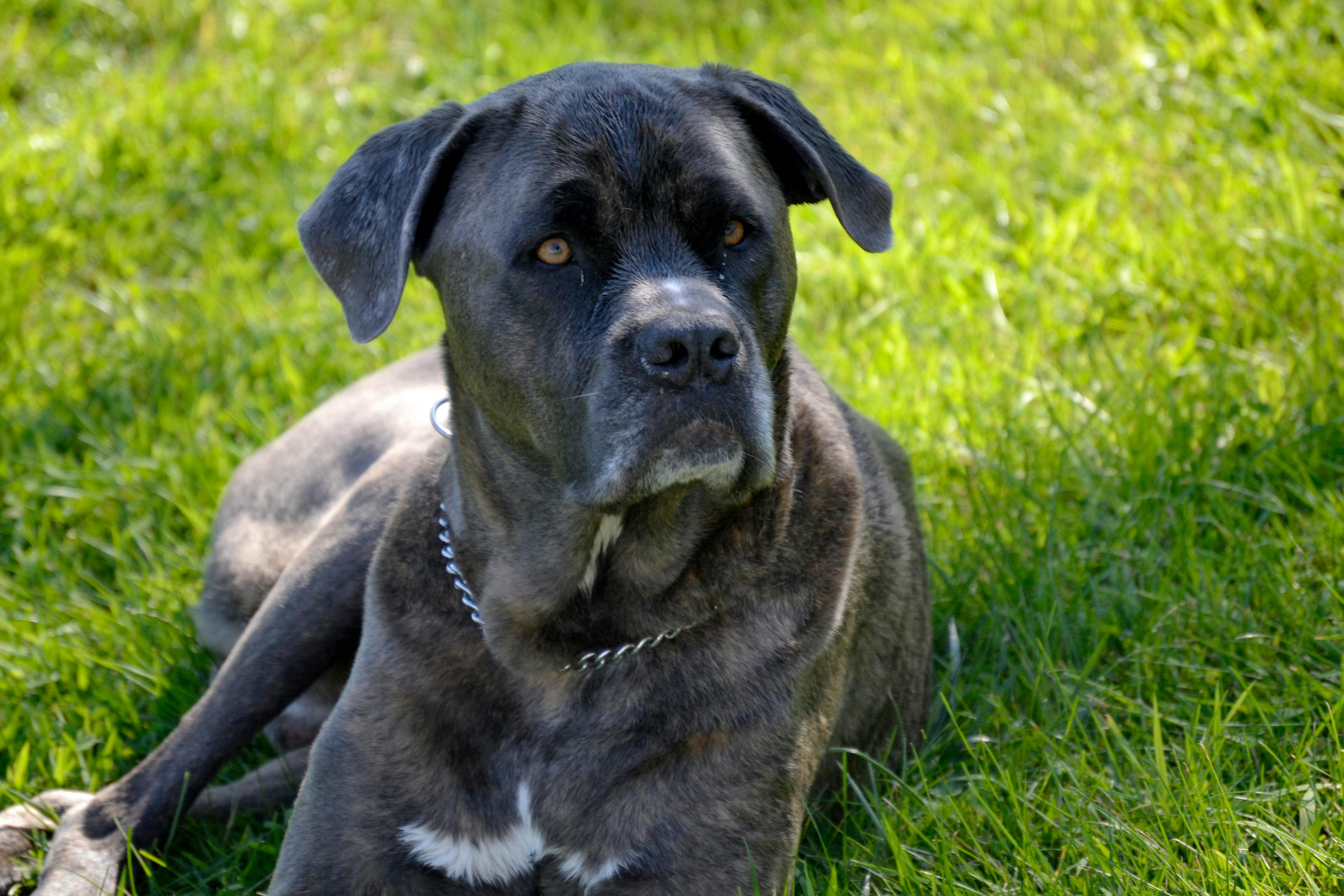 Free Stock Photo Of Cane Corso Dog Italian Mastiff