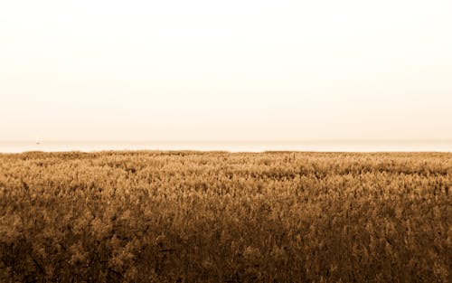 A Photo of Brown Open Field