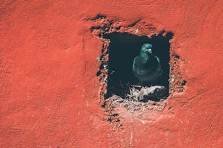 Rock pigeon with pointed beak looking out of nest in bright shabby house wall in daylight