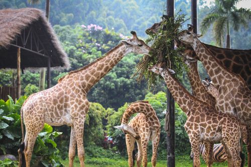 Free Picturesque view of tall giraffes eating green grass together in lush jungle in bright sunlight Stock Photo
