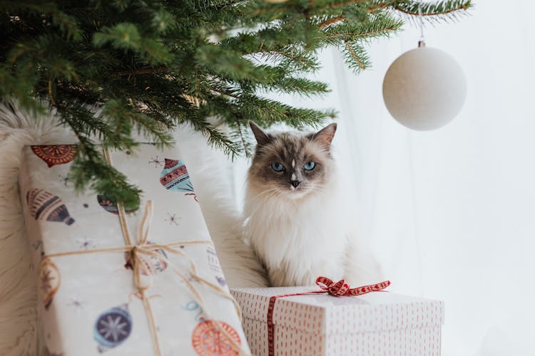 A White Cat Under A Christmas Tree Near Gifts