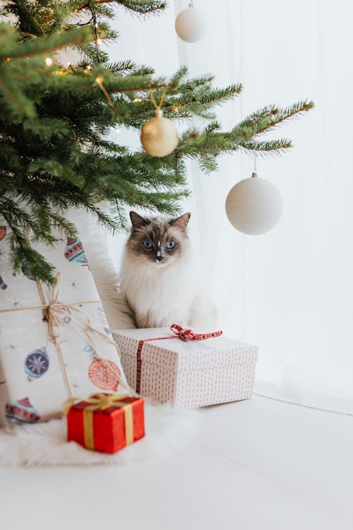 Fluffy Cat Sitting near Present under Fir Tree