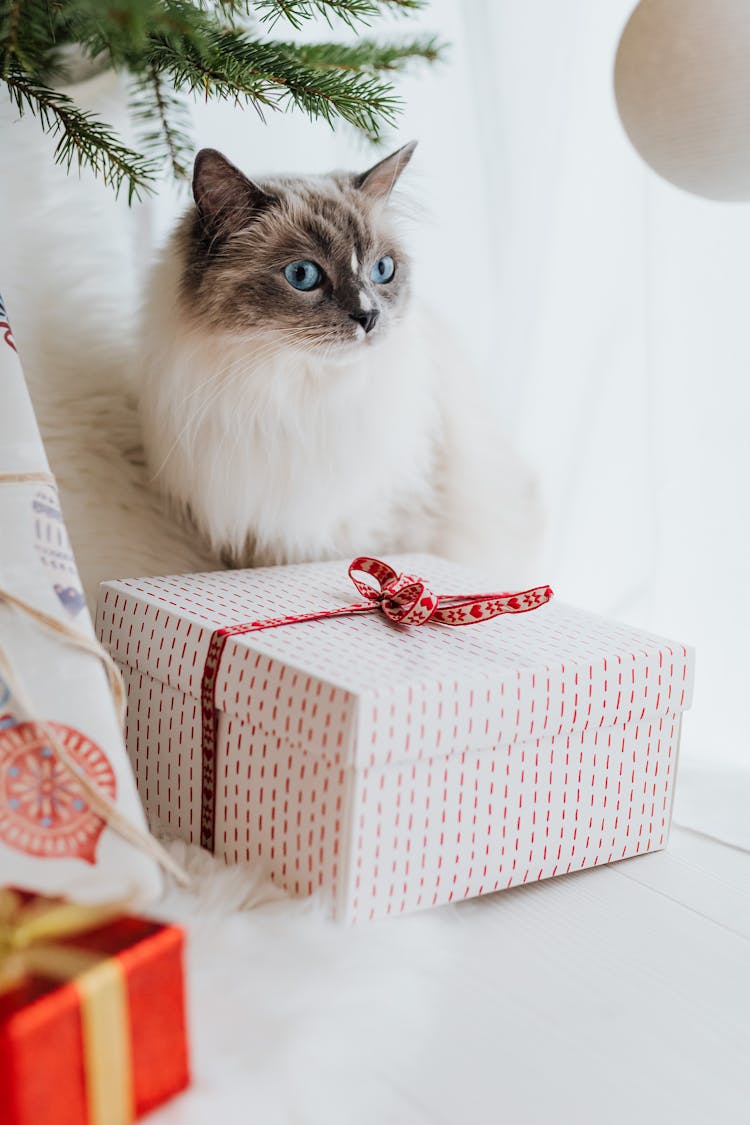 Cat Sitting By Gift Box