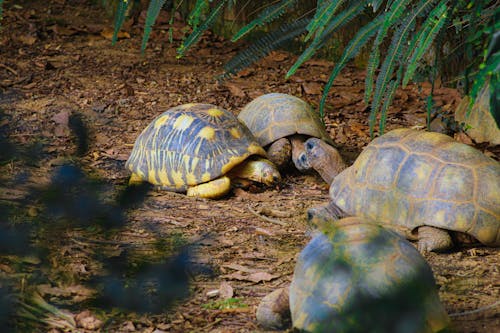 Photo of Four Turtles