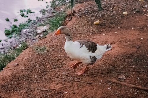 White Goose Walking on Brown Soil 