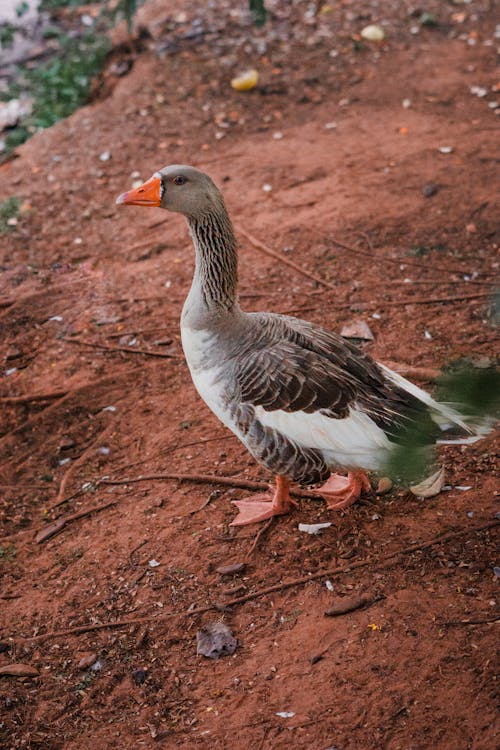 A Goose Walking on Brown Soil