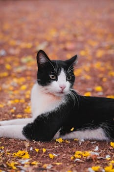 A calm tuxedo cat lies on a ground decorated with yellow flowers, creating a serene outdoor scene.