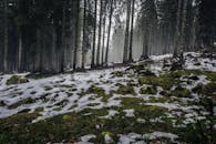 斯洛文尼亚拉多夫利察的森林宁静，雾气缭绕，积雪正在融化