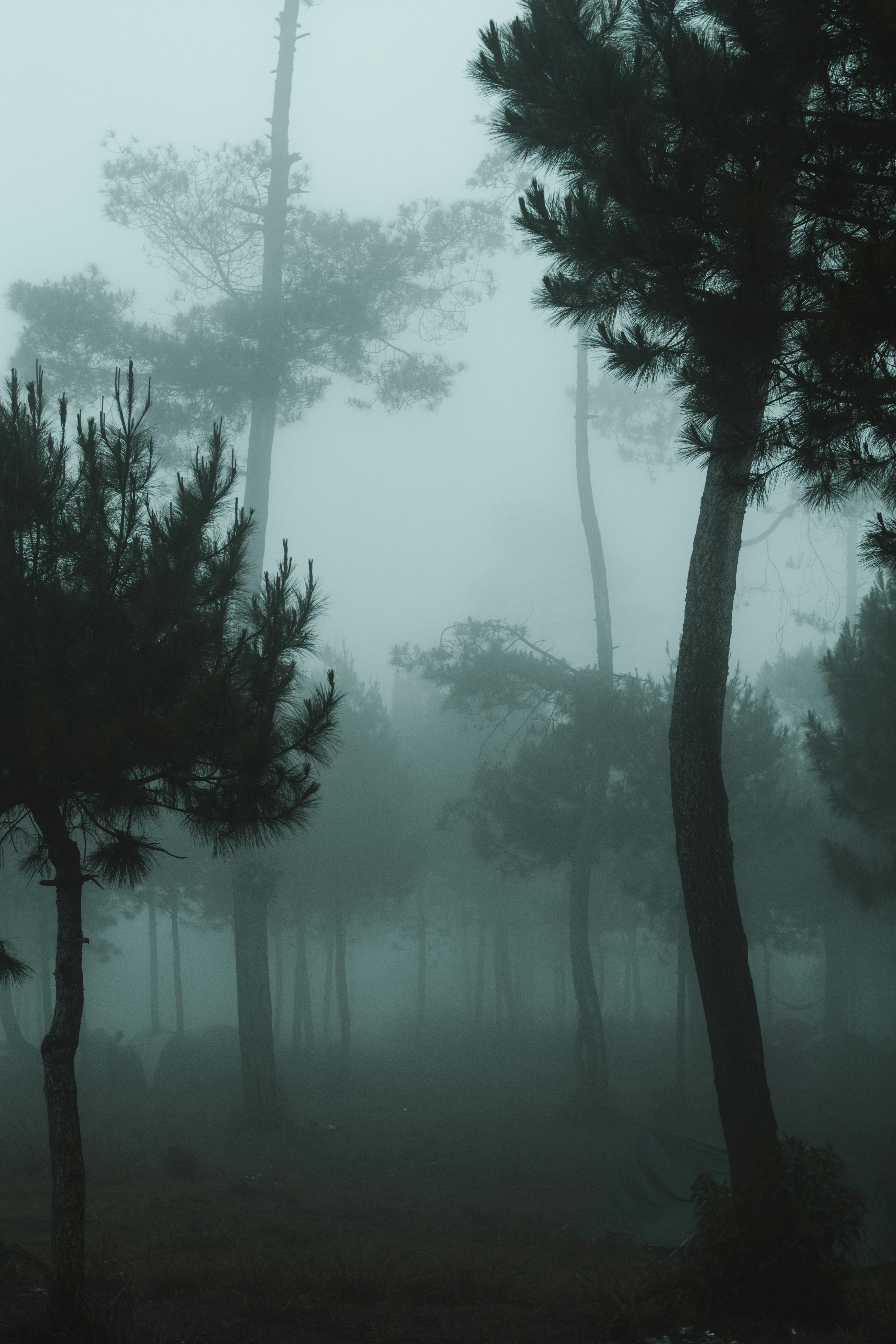 Serene misty forest with tall trees in silhouette, capturing nature's mystical beauty.
