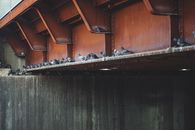 Flock of domestic bird perching on metal structure of dovecote in countryside at daytime