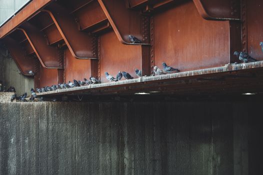 Flock of domestic bird perching on metal structure of dovecote in countryside at daytime