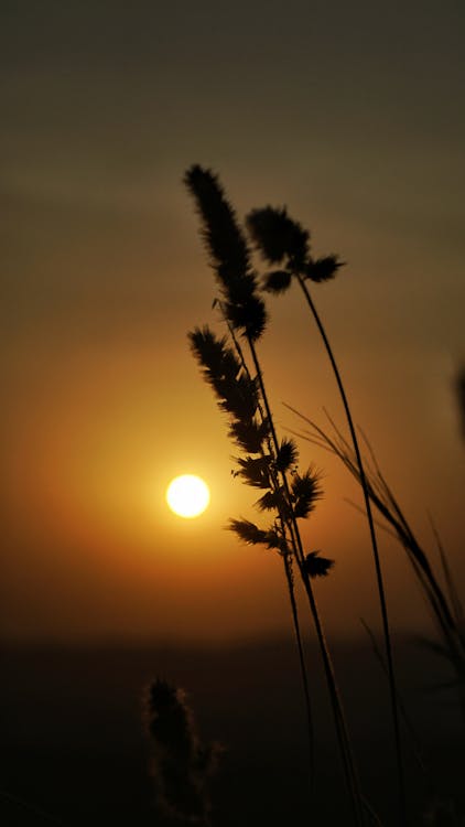 AI穿戴式項鍊2026年熱潮:隱私保護與即時翻譯如何重塑智能生活? AI穿戴式項鍊2026年熱潮:隱私保護與即時翻譯如何重塑智能生活?