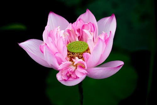 Blooming lotus with tender pink petals and seedpod growing on stem in pond with green water lilies on blurred background