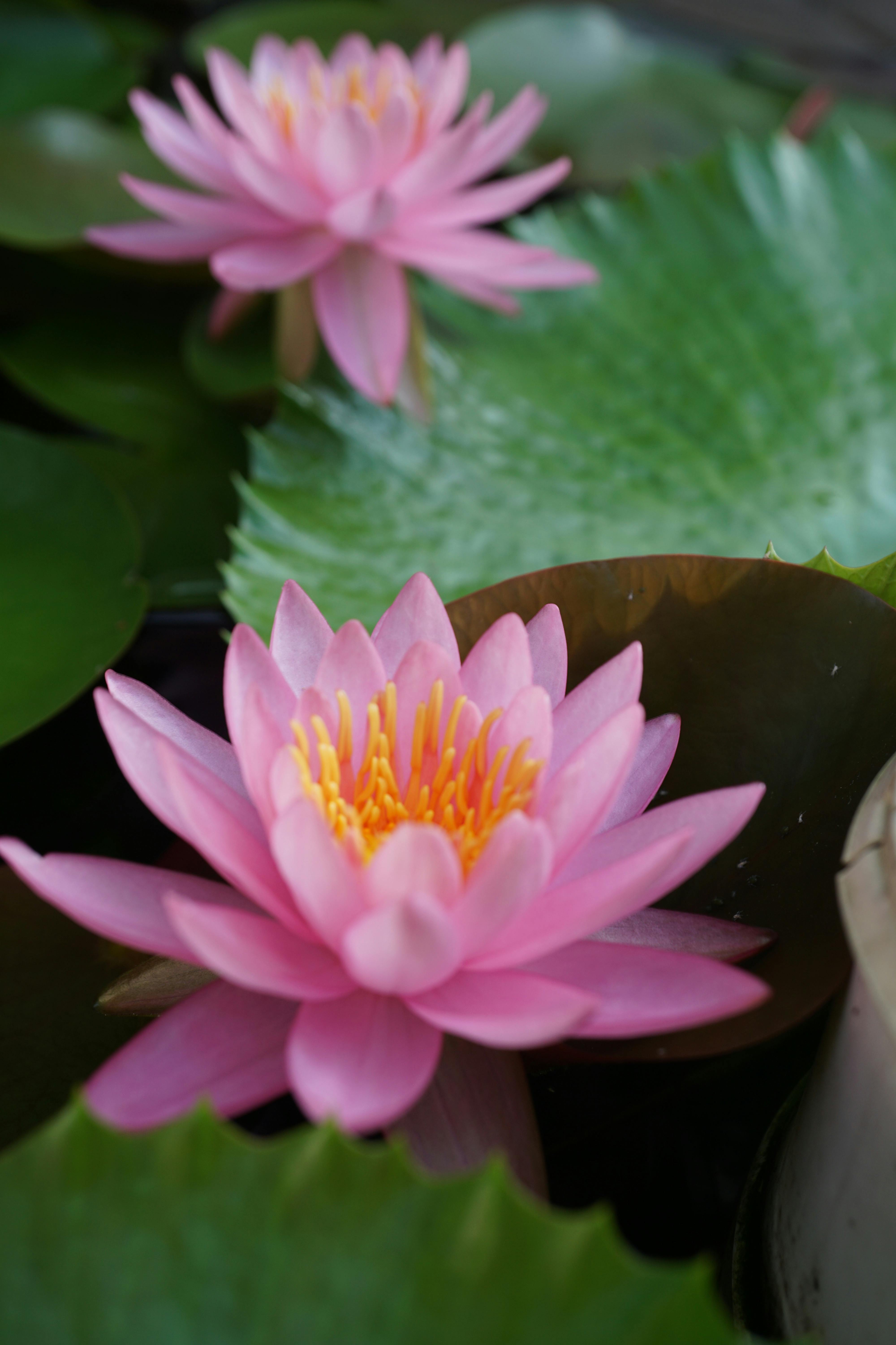 Bright pink water lilies blooming among lush green leaves in a serene garden pond.
