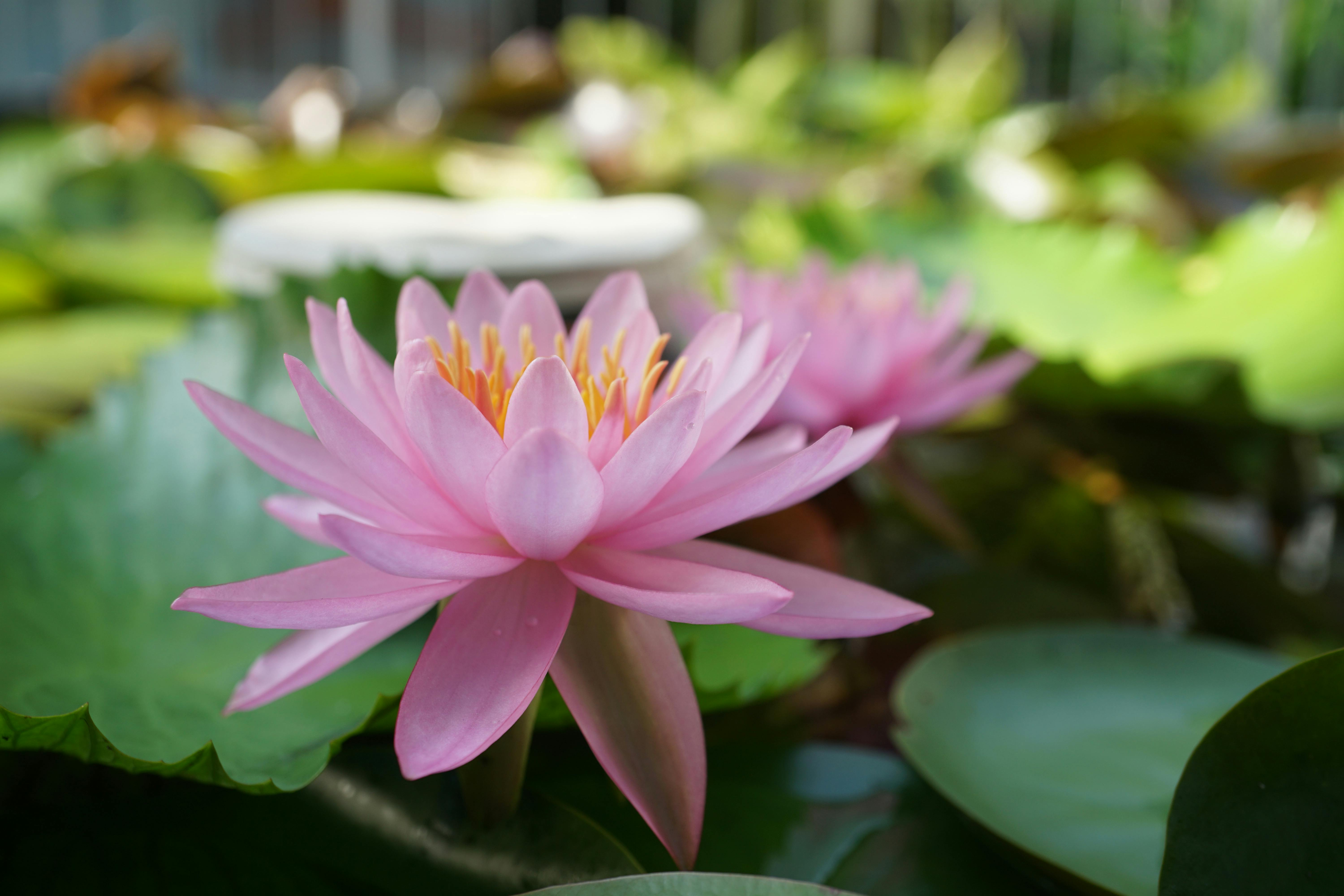 Colorful grain bowl with vegetables and seeds in a white bowl