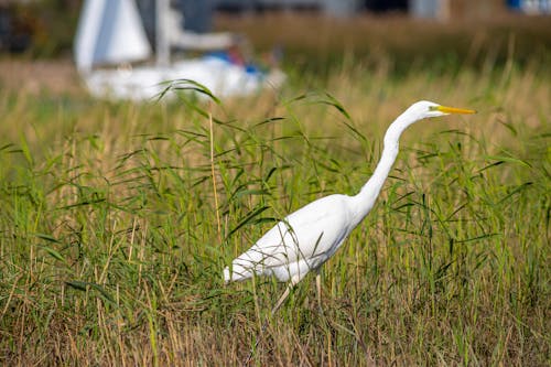 Close-Up Photo of White Bird on Grass