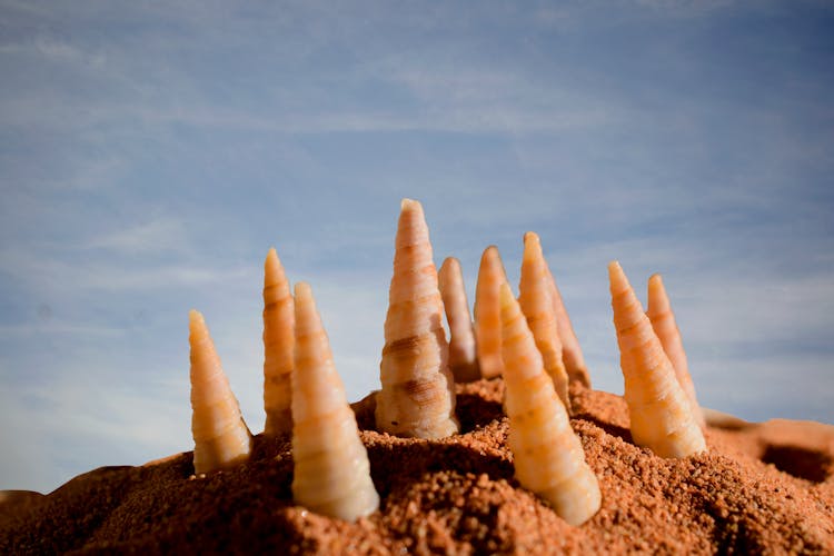 Close-up Of Conch Shells In Sand