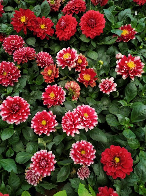 Бесплатное стоковое фото с георгина, красные цветы, листья