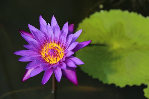Free Close-up of a vibrant purple water lily in full bloom with a lush green leaf in a pond. Stock Photo
