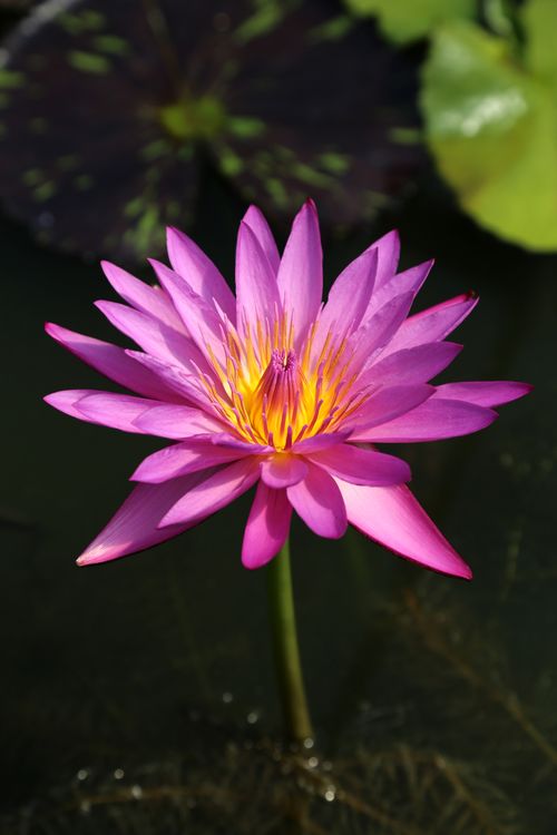 Free Close-up of a vivid pink water lily in sunlight, showcasing its natural beauty and tranquility. Stock Photo
